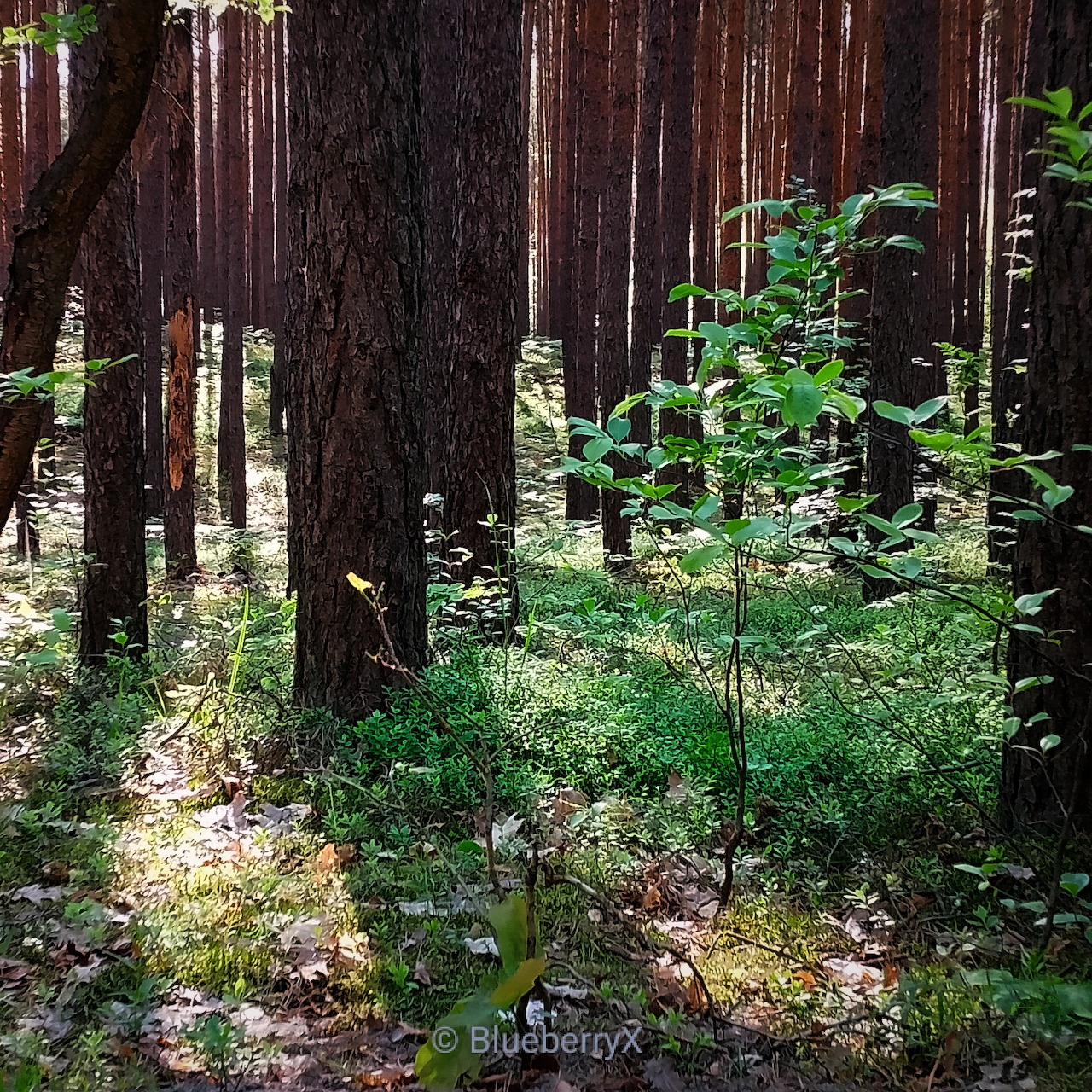 Sunlit forest with tall dark tree trunks and green undergrowth on the forest floor
