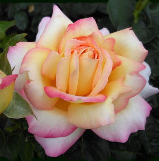 Yellow and pink Peace rose flower with green leaves in background