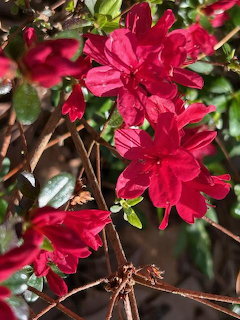 Cluster of bright red azalea flowers with green foliage and brown branches