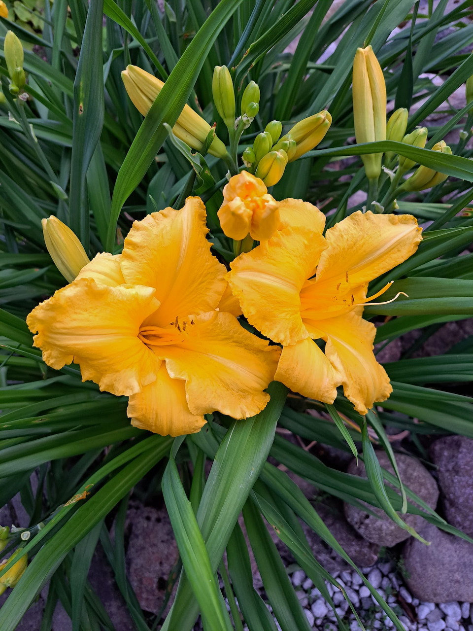 Close-up of bright yellow-orange daylily flowers with green leaves and rocks in background