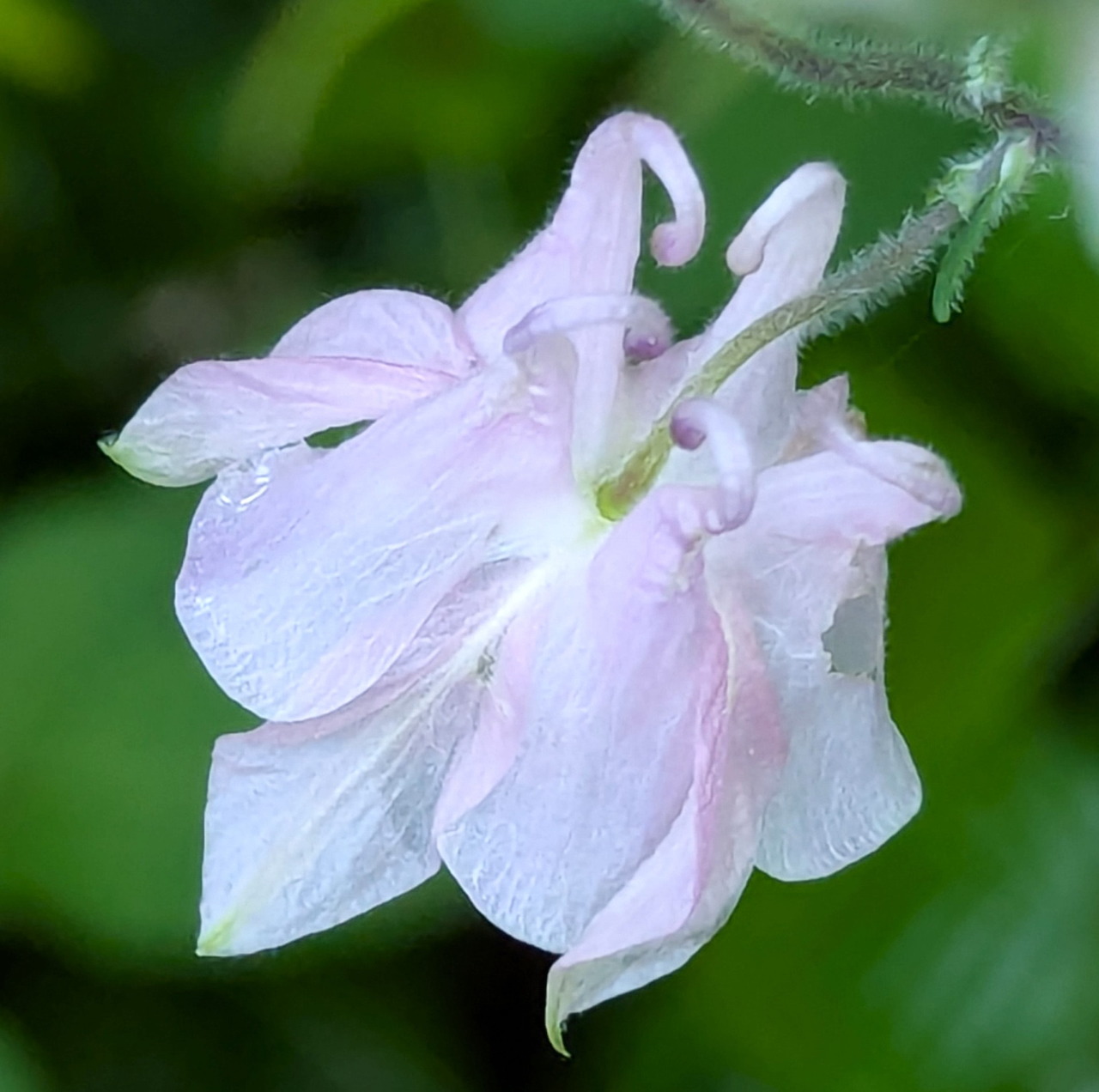 Close-up of a pale pink columbine flower with water droplets on its petals against a green background