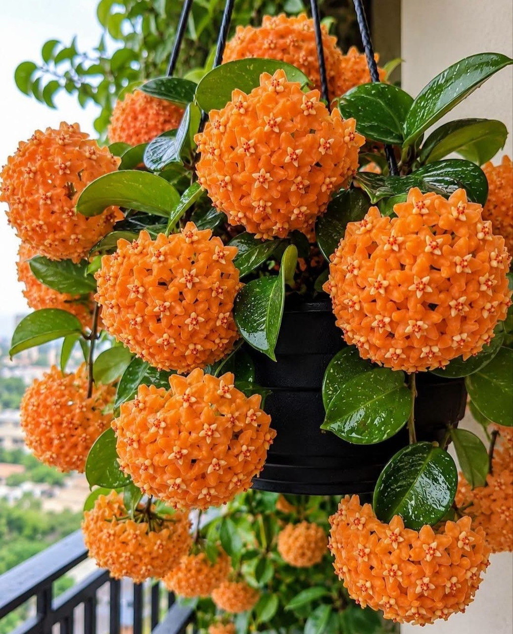 Bright orange spherical ixora flower clusters with green foliage by a window