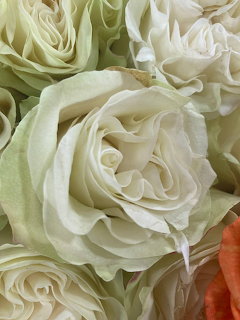 Close-up of white and pale green roses with layered petals