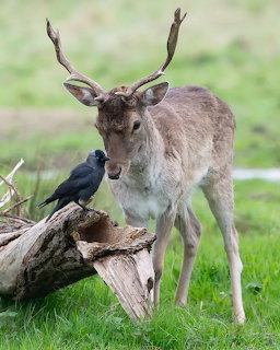 Fallow deer buck with antlers standing near a jackdaw perched on a log in a grassy field