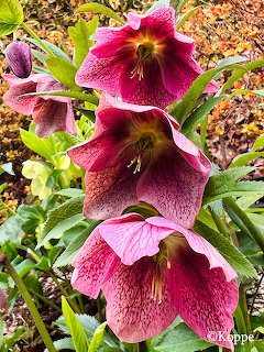 Lenten Rose Flowers