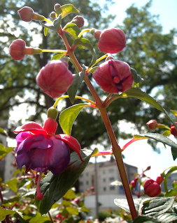 Close-up of pink and purple fuchsia flowers with buds on a stem against a sunny sky with trees