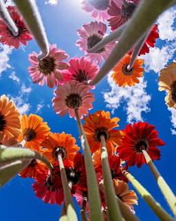 Colorful Gerber daisies viewed from below against blue sky