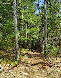 Dirt hiking trail winding through a sunlit green forest with tall pine trees