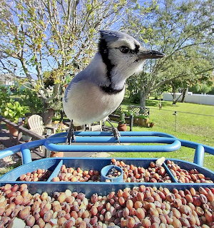 Blue jay bird perched on a blue metal feeder full of peanuts in a sunny backyard garden