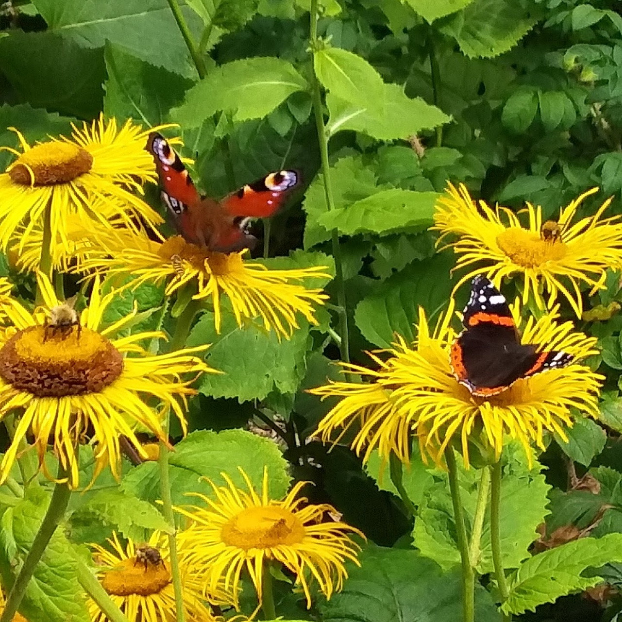 Peacock and red admiral butterflies on yellow flowers in a green garden