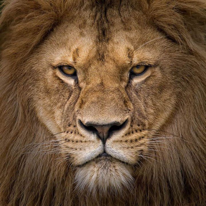 Close-up of a male lion's face with a thick mane and focused eyes