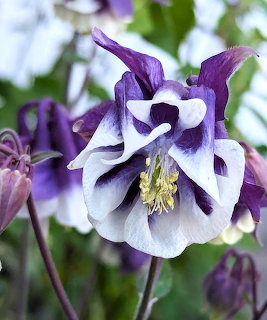 Close-up of a purple and white columbine flower with intricate layered petals and yellow stamens