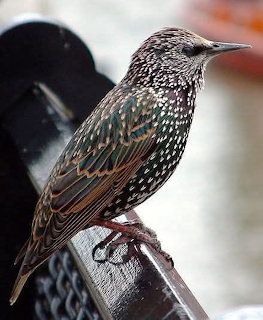 Common starling with speckled iridescent plumage perched on a dark metal railing
