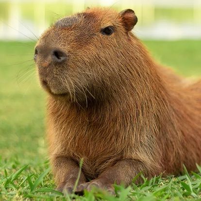 A capybara resting on green grass outdoors, looking upward