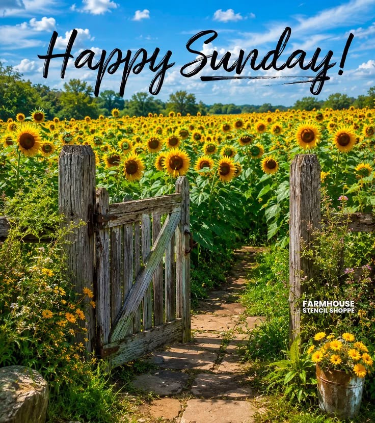 Rustic wooden gate leading into a sunflower field beneath a blue sky with clouds