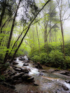 Early Spring Creekside Forest