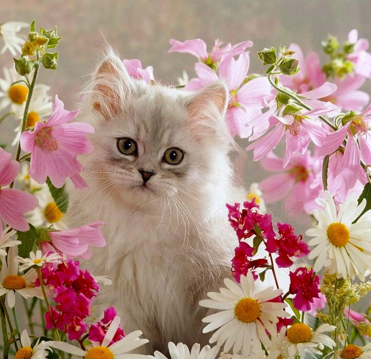 Fluffy white kitten surrounded by pink cosmos and white daisies