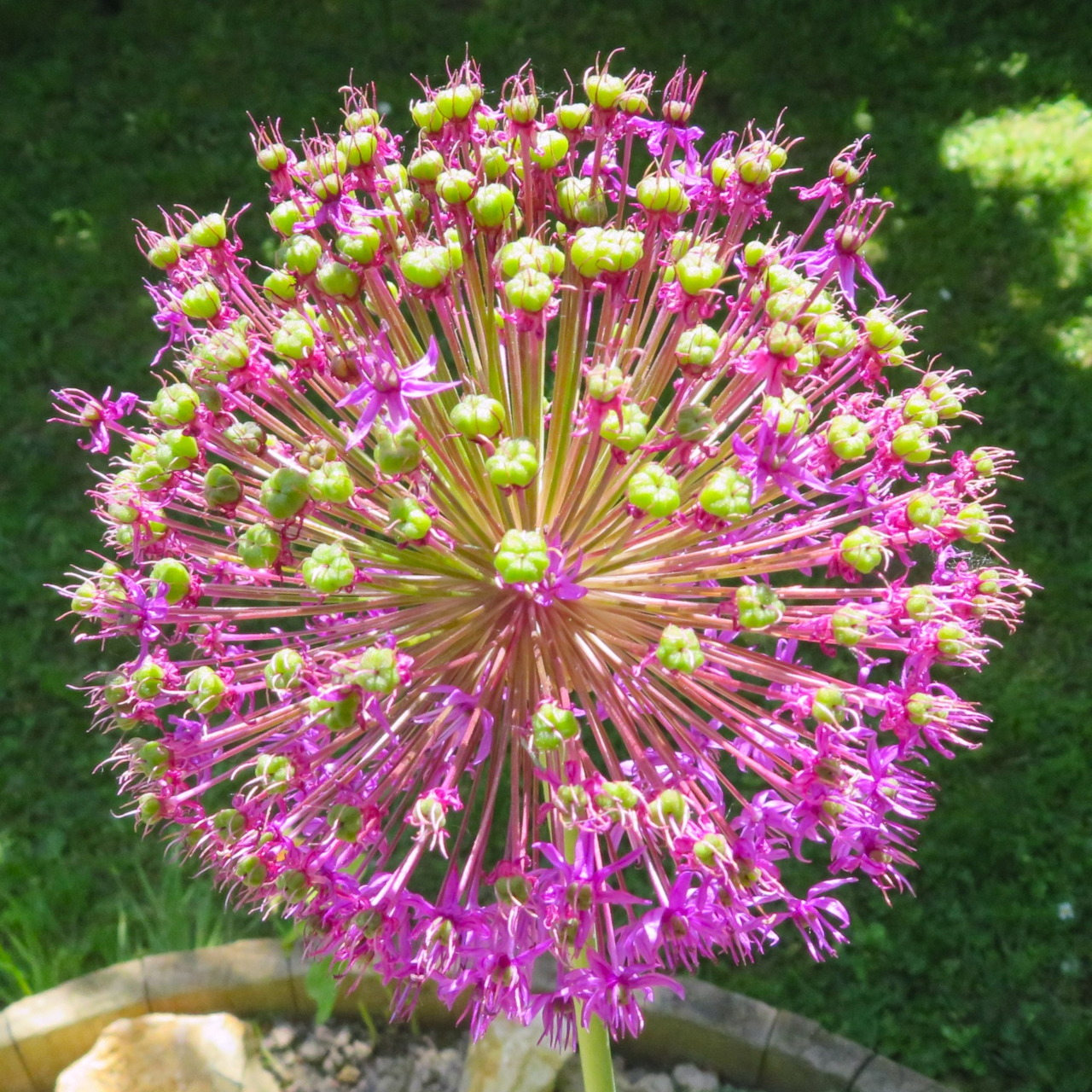 Spherical purple allium flower with starburst pattern of tiny florets in full bloom