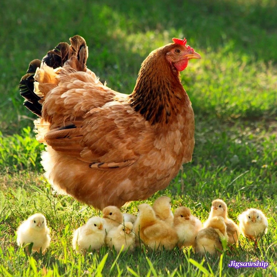 Brown hen standing on green grass with several yellow baby chicks around her
