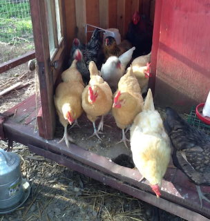 Chickens in Coop