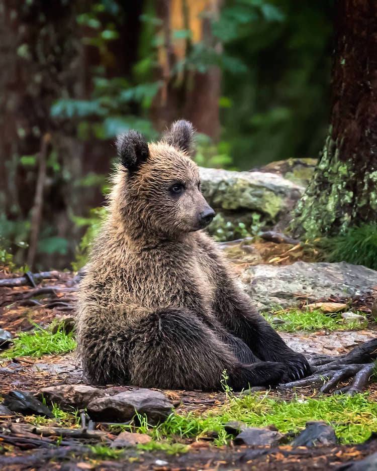 Close-up portrait of a bear with thick brown fur outdoors