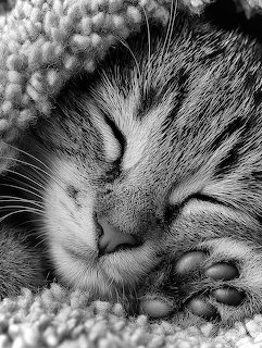 Black and white close-up of a sleeping kitten with its paw near its face on a soft blanket