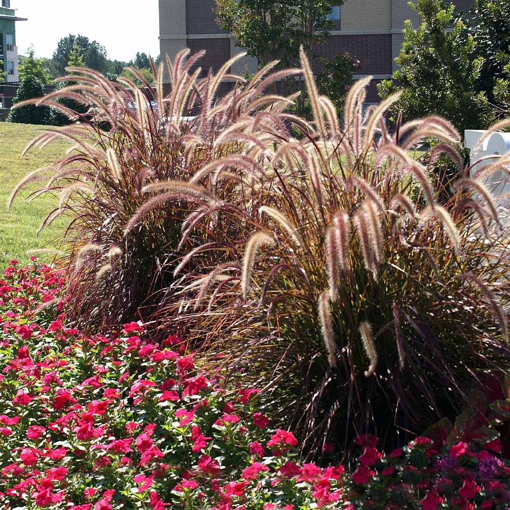 Ornamental fountain grass with pink plumes in garden bed with red flowers