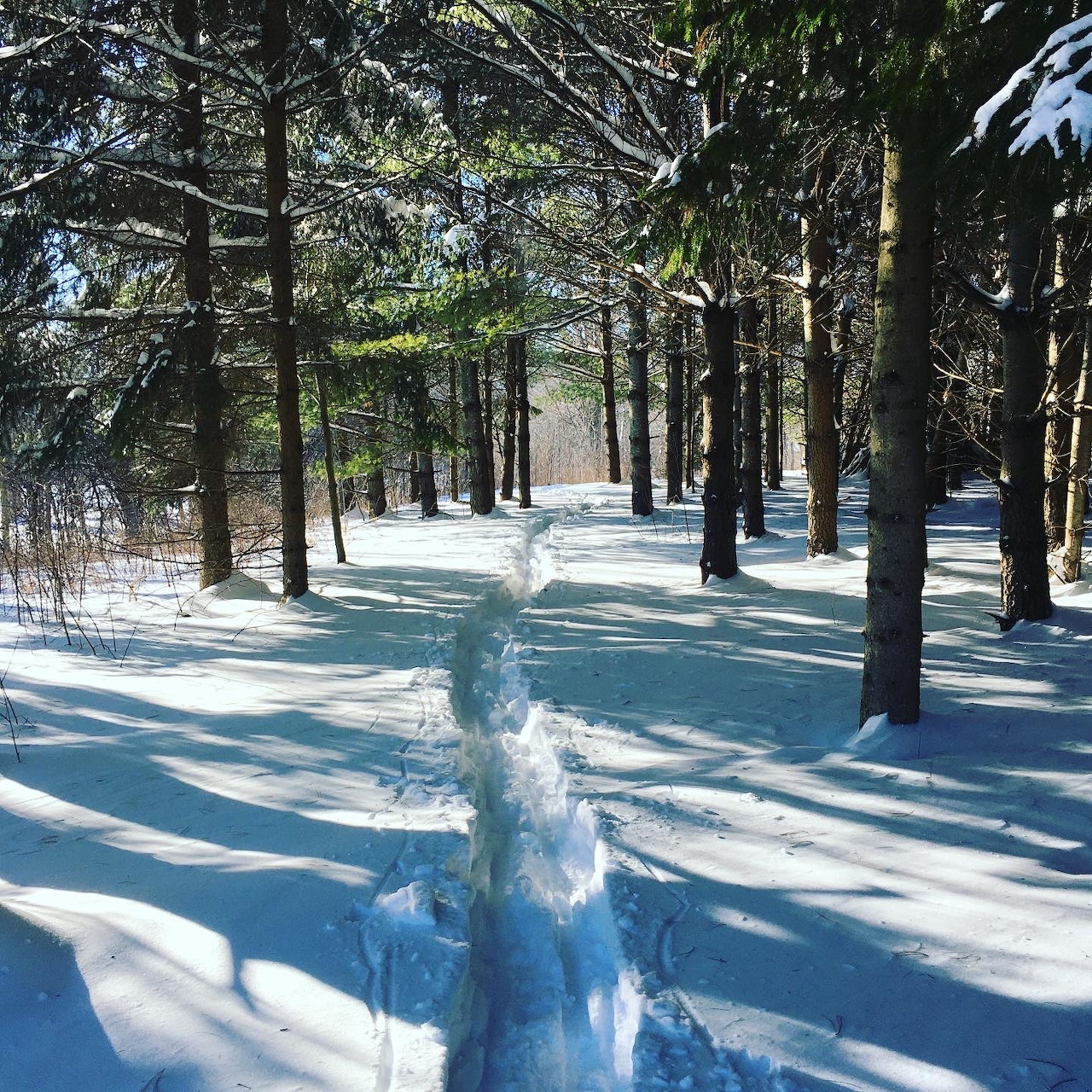 Snowy pine forest with a narrow path through fresh snow in winter sunlight
