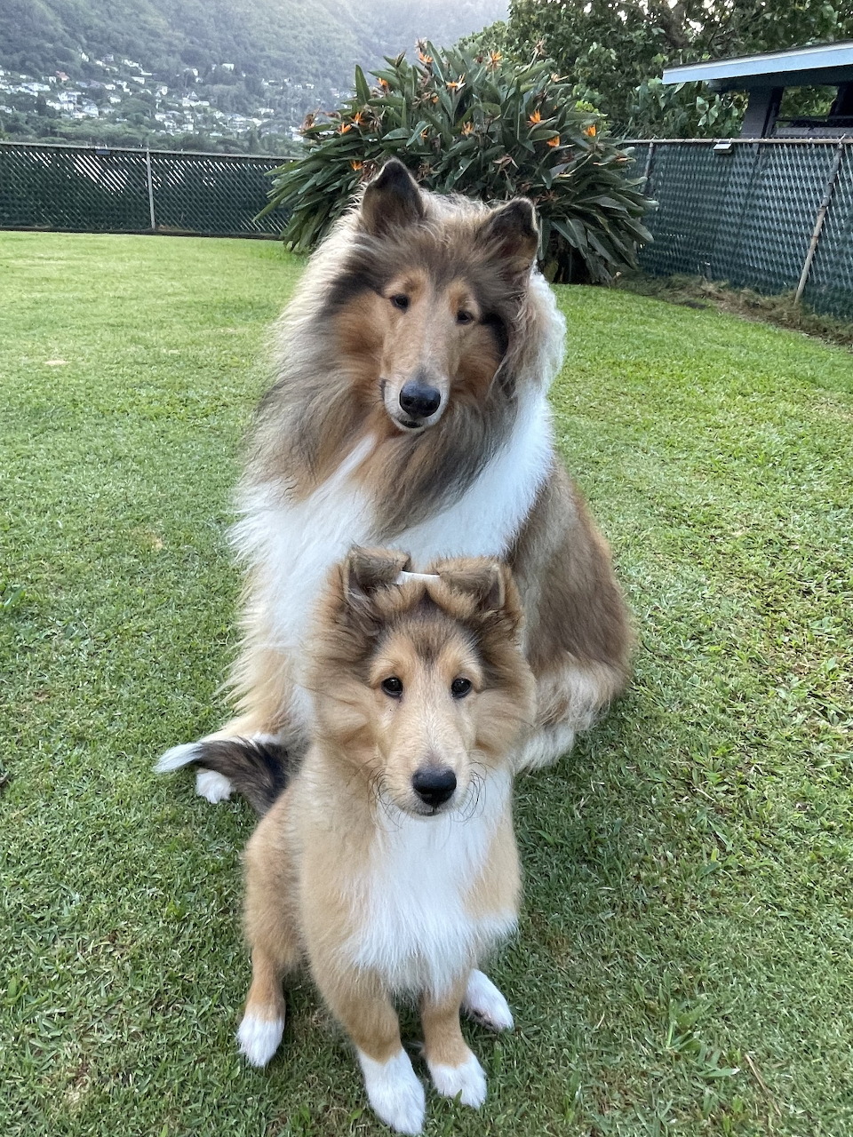 Adult Collie dog sitting behind a Sheltie puppy on grass in a backyard