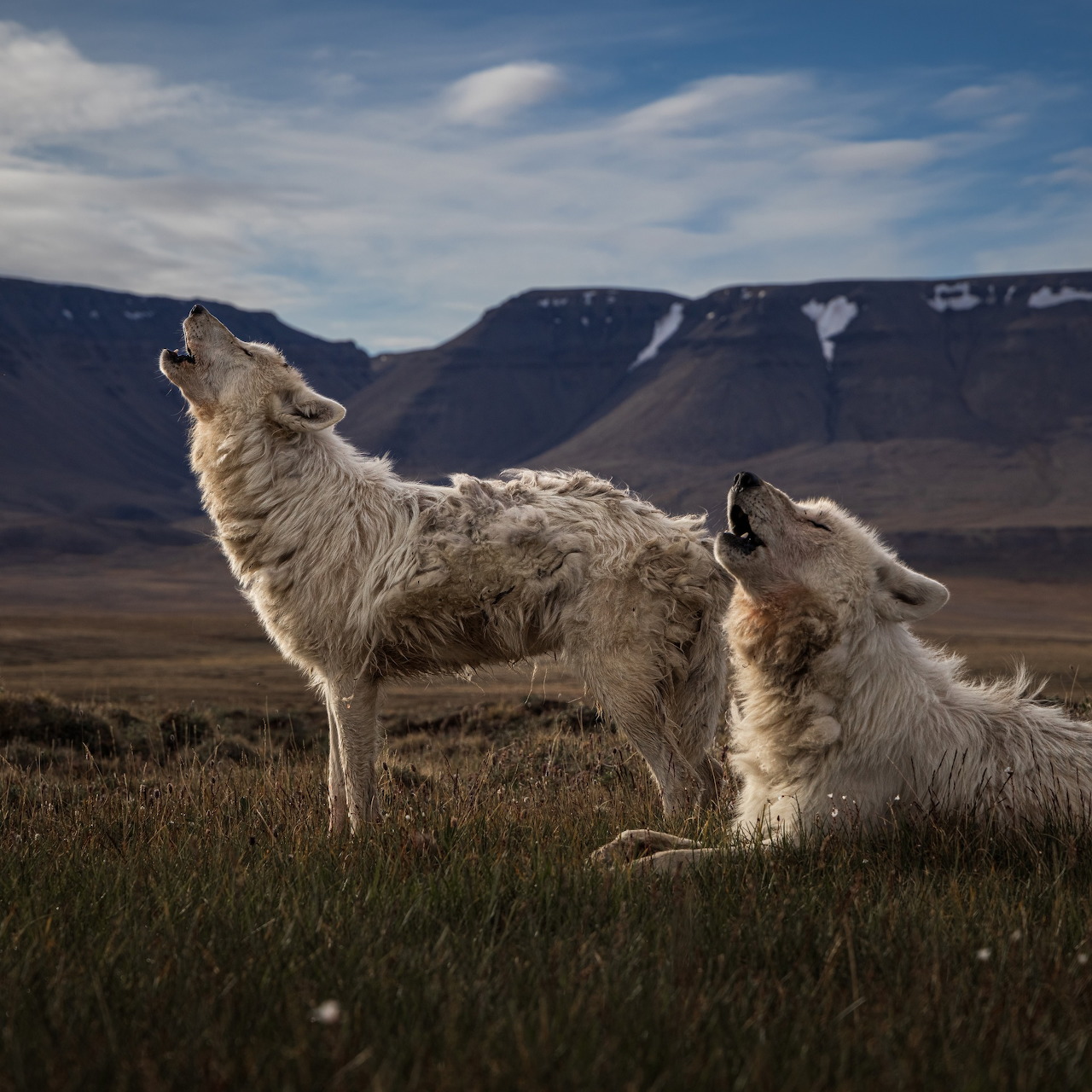 Two white wolves in grassy tundra with mountains in the background