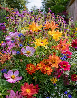 Cosmos and Day Lilies Garden