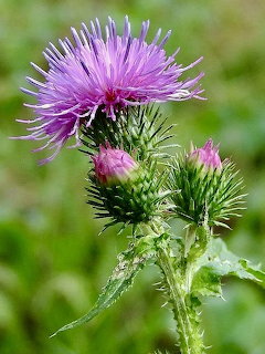 Close-up of a purple thistle flower with spiky buds and green leaves