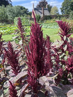 Tall deep red amaranth plants with feathery plumes growing in a garden with vegetables and a cottage behind