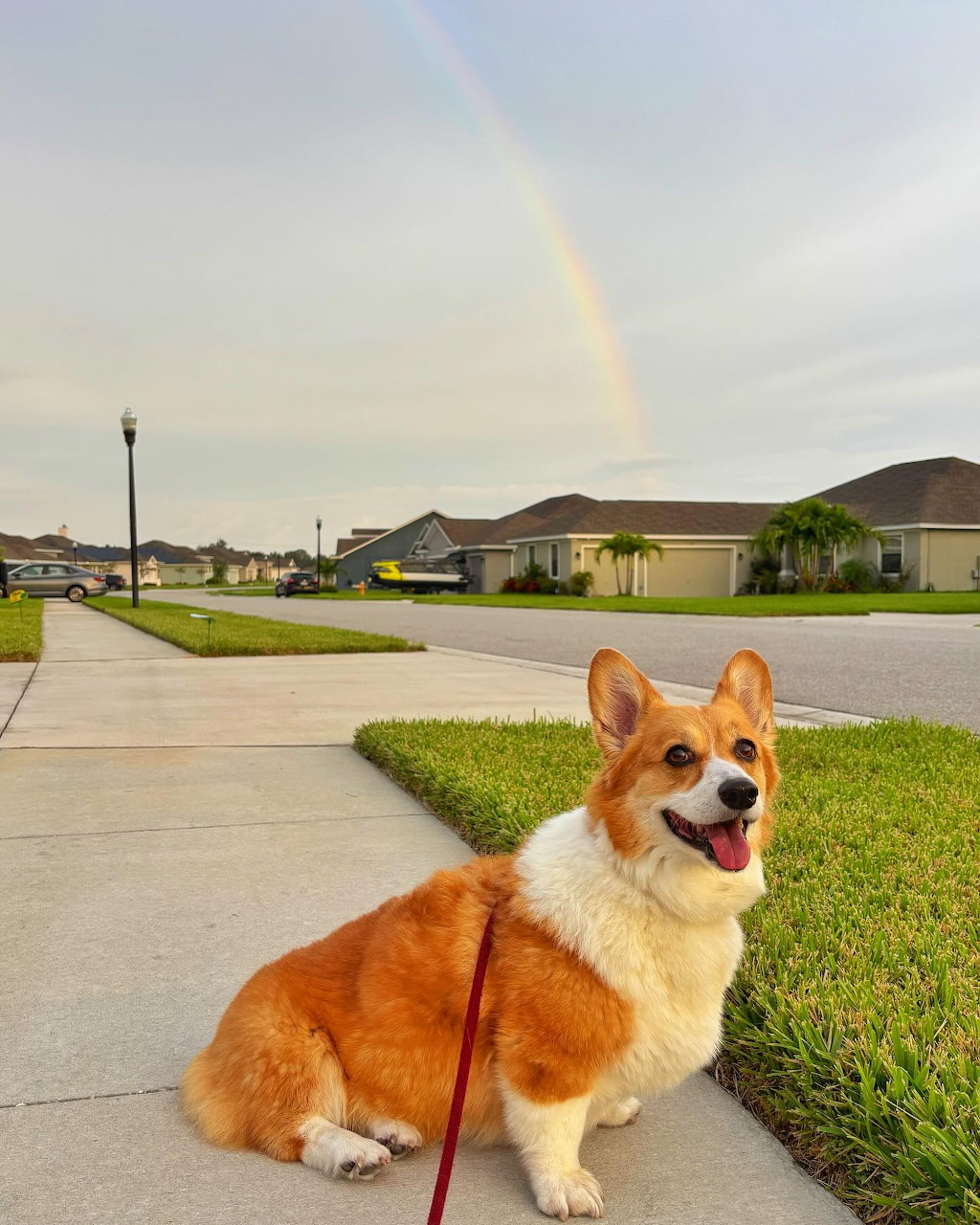 Corgi Portrait