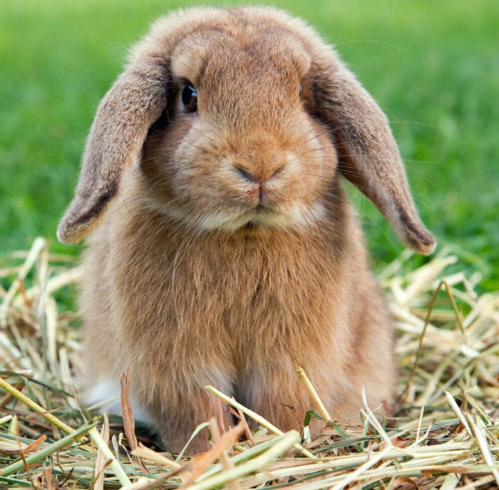 Brown lop-eared rabbit sitting on straw with green grass behind it