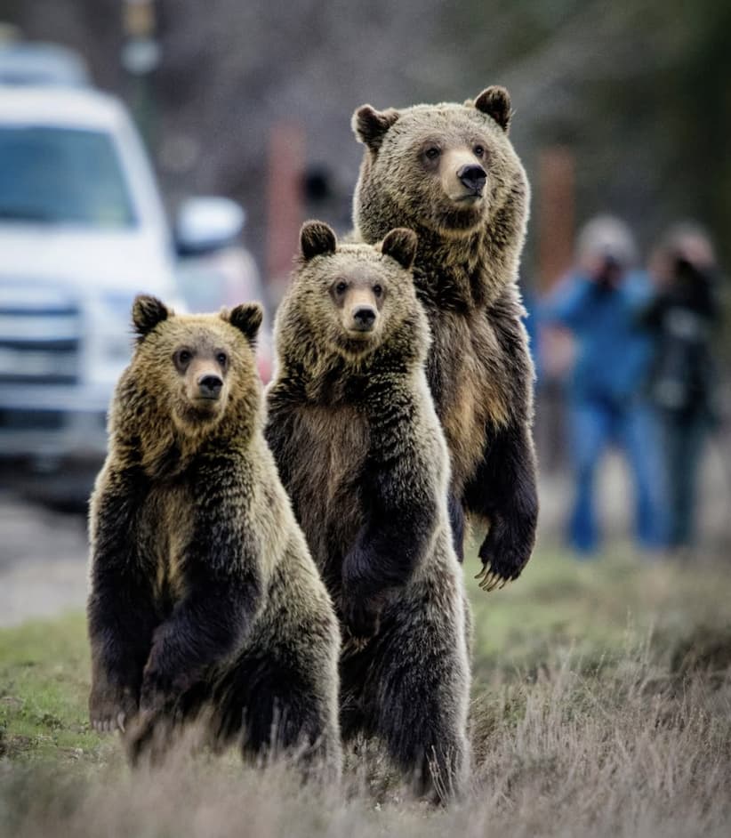 Three brown bears standing together in a grassy roadside area