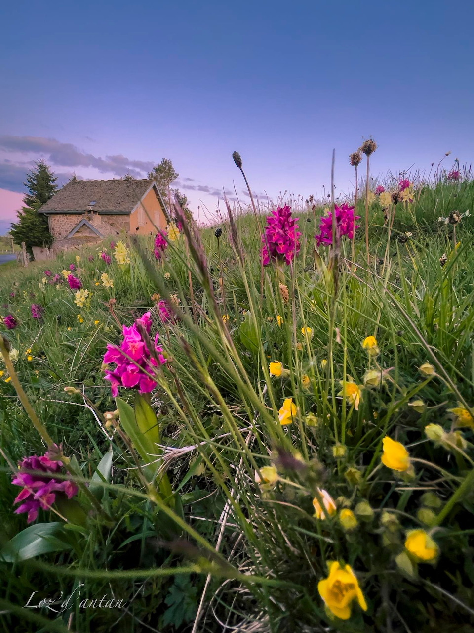 Pink orchids and yellow wildflowers in a green meadow with a stone house and purple twilight sky on the Aubrac plateau
