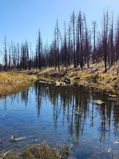 River reflecting charred leafless trees and dry grass beneath a blue sky