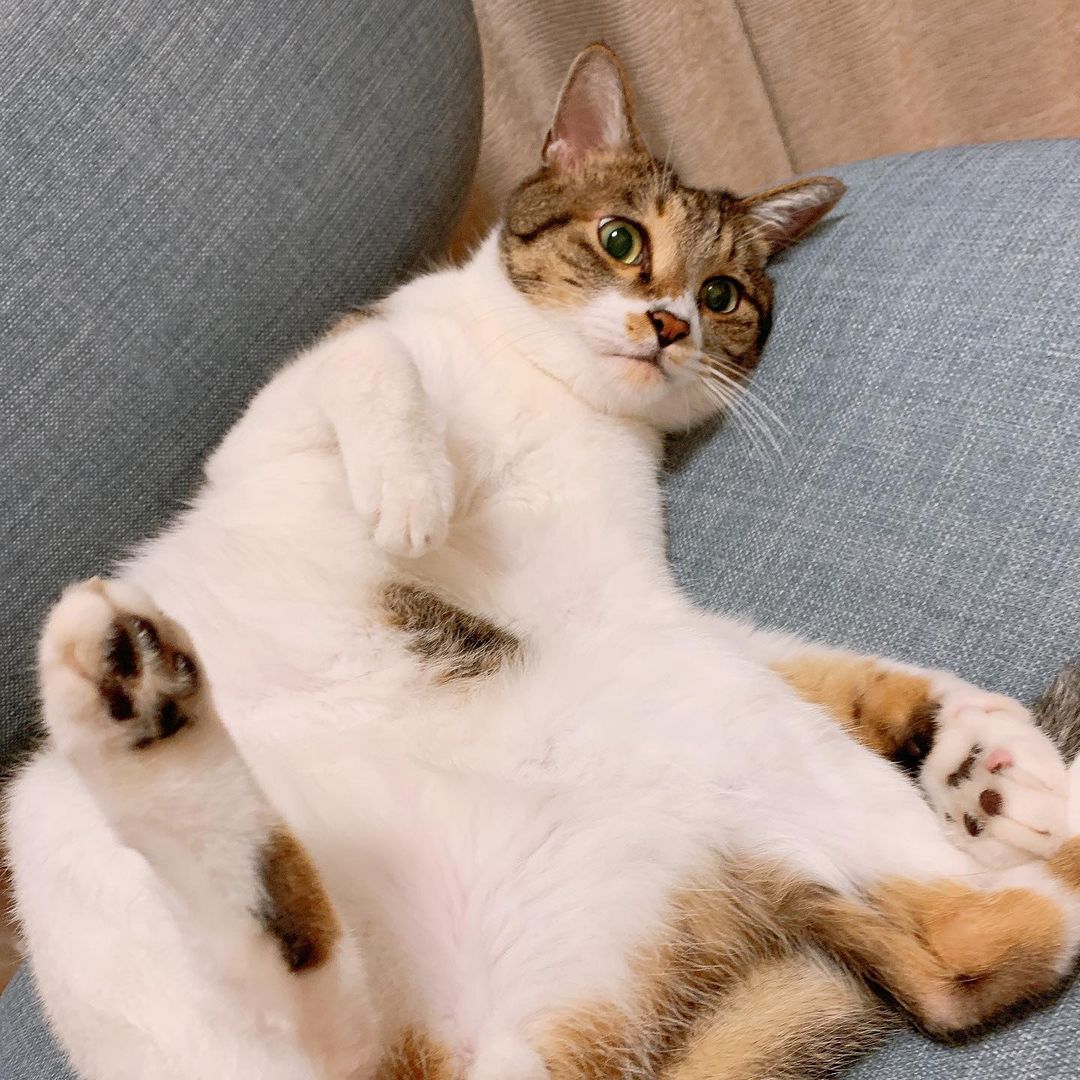 Calico cat lounging on a blue-gray sofa with belly exposed and paws up
