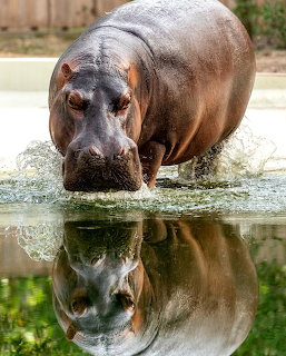 Hippopotamus entering water with splashes and a clear reflection on the water surface