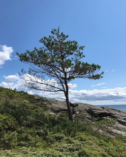 Lone pine tree on a rocky coastal hillside with green shrubs and blue sky