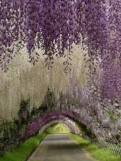 Wisteria Tunnel Japan