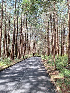 Paved road leading through a tall pine forest with sunlight filtering through straight tree trunks