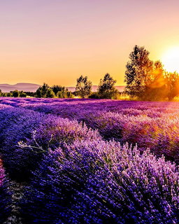 Purple lavender field rows at sunset with golden sun and trees on horizon