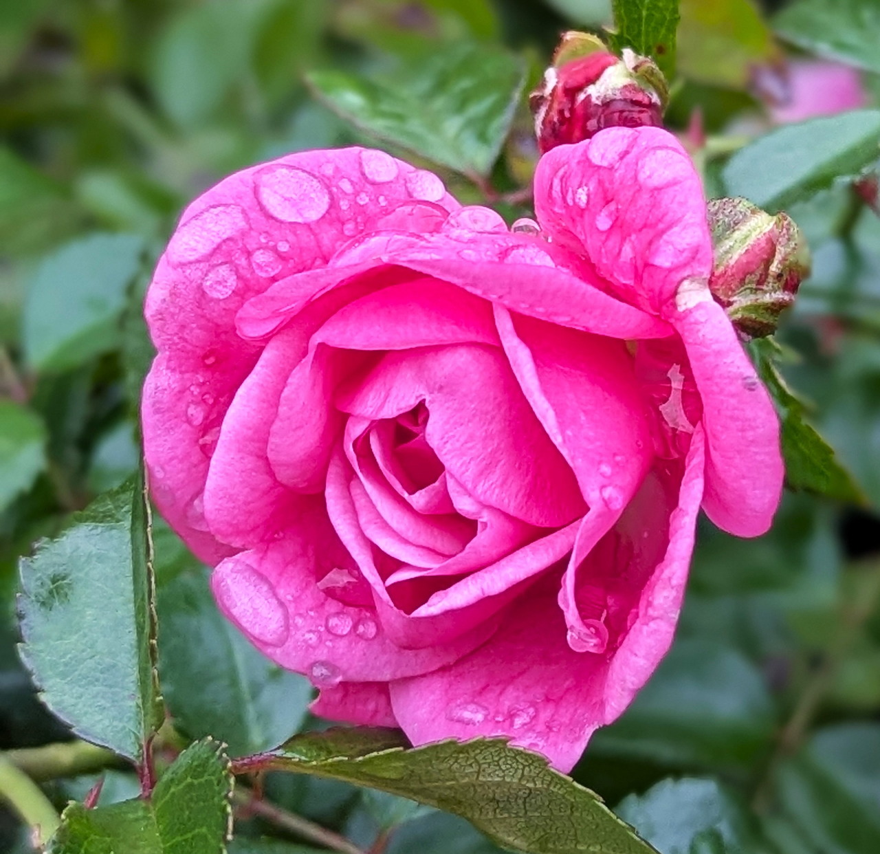 Close-up of a bright pink rose with water droplets on its petals and small buds nearby