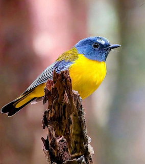 Blue-headed bird with yellow breast perched on a wooden stump