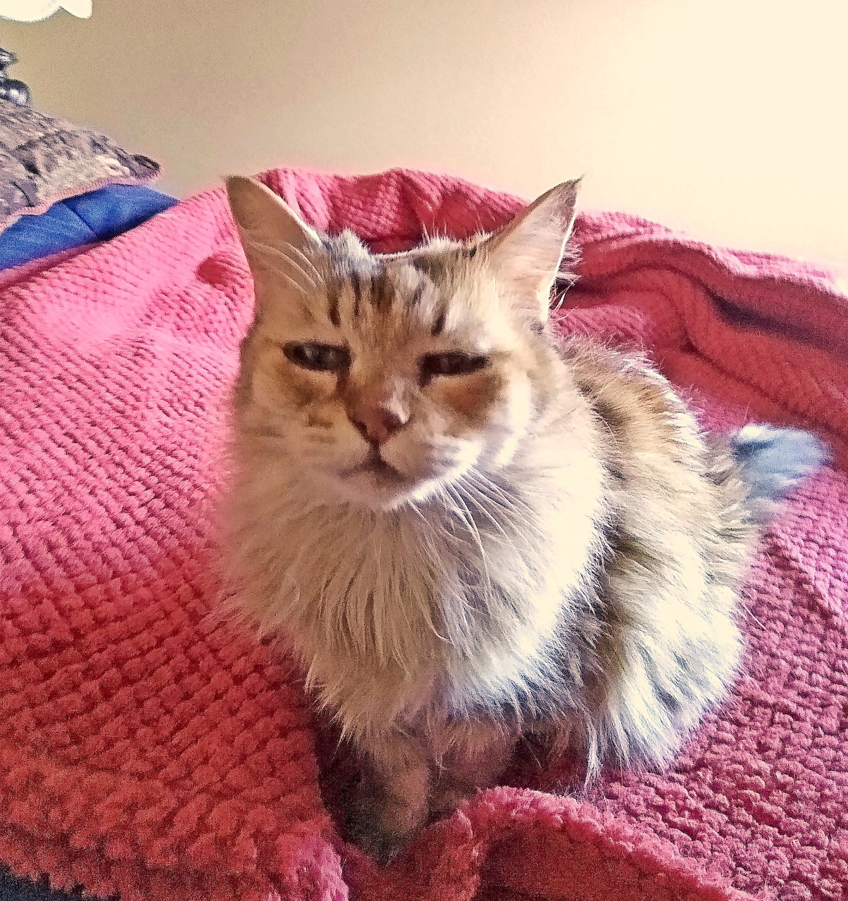 Fluffy orange and white cat with green eyes sitting on pink blankets