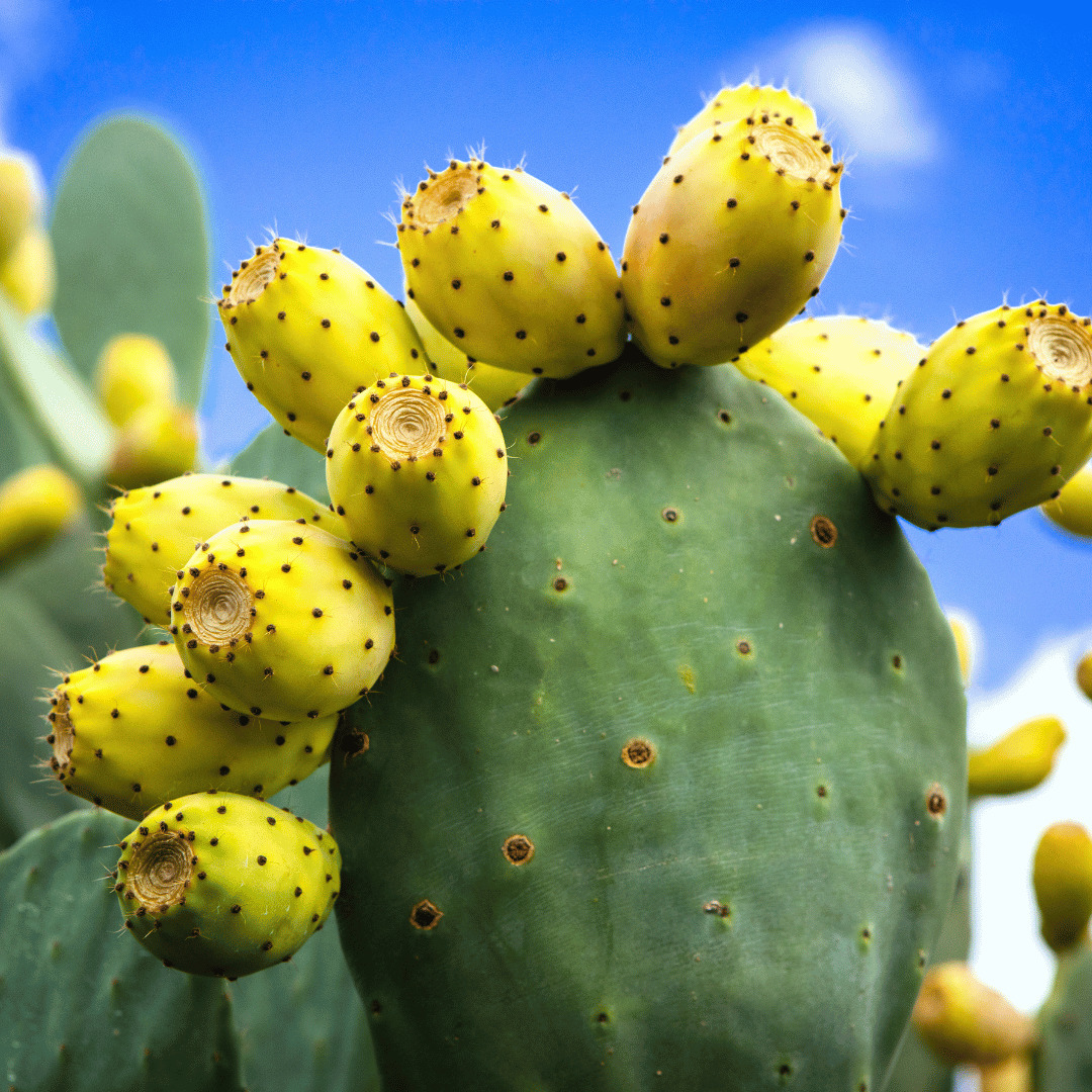 Close-up of a prickly pear cactus with yellow fruits against a blue sky