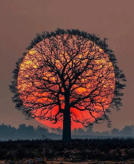Silhouette of bare tree against orange sunset with sun glowing through branches
