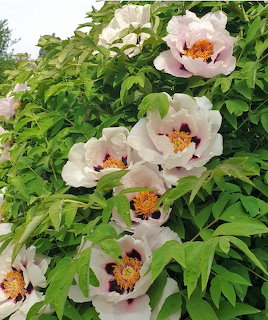 White peony flowers with yellow centers blooming among green leaves in a garden